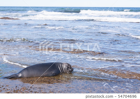 Elephant seal on beach close up, Patagonia, Elephant seal on beach close up, Patagonia, 54704696