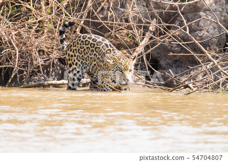 Jaguar from Pantanal, Brazil 54704807