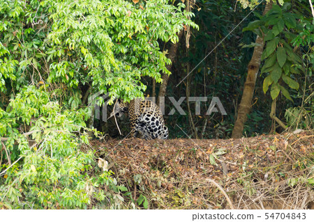 Jaguar from Pantanal, Brazil 54704843