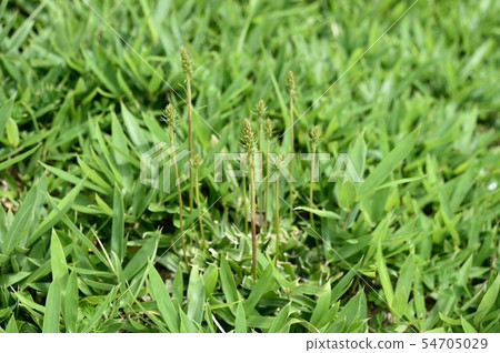 Nogiran's Tsubomi 54705029