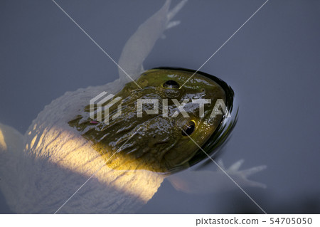 Frog floating in water 54705050