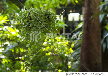 Dischidia nummularia Variegata was hung with a tre Dischidia nummularia Variegata was hung with a tre 54705255