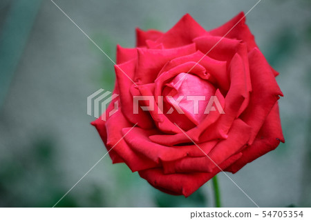 Red garden rose close-up on natural green Red garden rose close-up on natural green 54705354