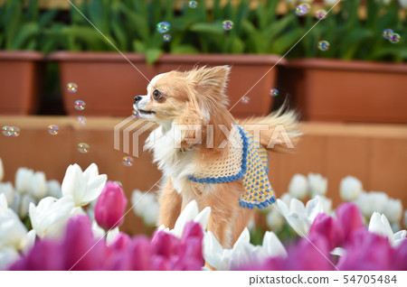 奇瓦瓦 奇瓦瓦 54705484