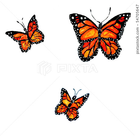 Monarch Butterfly Art 54705647