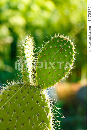 rabbit ears or opuntia microdacis, angel wings rabbit ears or opuntia microdacis, angel wings 54705794