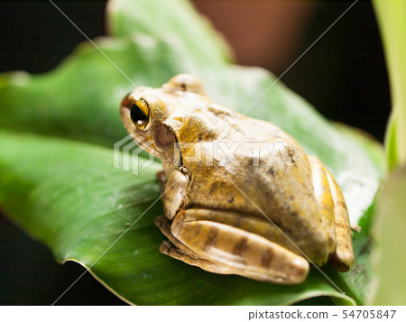 Common Tree Frog on the leaf - Rhacophorus Common Tree Frog on the leaf - Rhacophorus 54705847