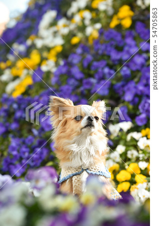 Chihuahua Chihuahua 54705863