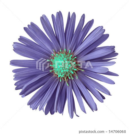 Indigo cyan flower isolated on white background Indigo cyan flower isolated on white background 54706068
