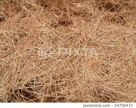 Hay texture background 54706415