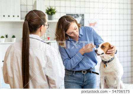 The veterinarian and the client with the dog to discuss the treatment in a veterinary clinic. The veterinarian and the client with the dog to discuss the treatment in a veterinary clinic. 54706575