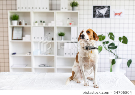 The dog on the table in a veterinary clinic. Waiting for a doctor. Blurred background of veterinary The dog on the table in a veterinary clinic. Waiting for a doctor. Blurred background of veterinary 54706804