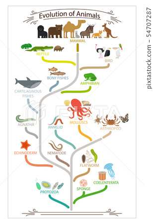Biological evolution animals scheme - Stock Illustration [54707287] - PIXTA