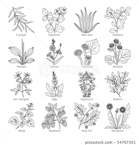 Medicine plants and herbs collection 54707301