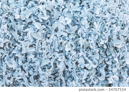 Velvet silver plant foliage textured background 54707534