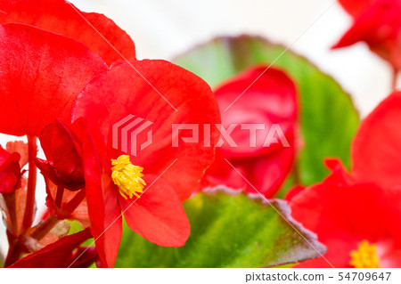 秋海棠Semba佛羅倫薩花 54709647