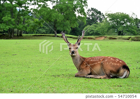 Deer in Nara Park 54710054