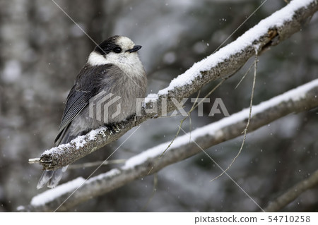 Gray Jay, Perisoreus canadensis, in winter 54710258