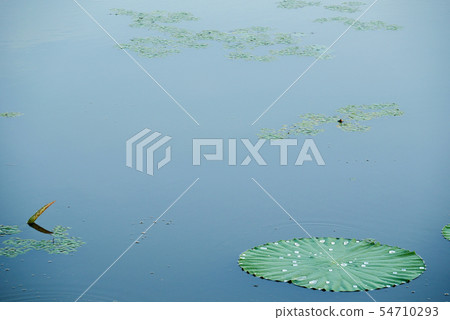 安靜的景觀蓮花葉與發光的雨滴 54710293