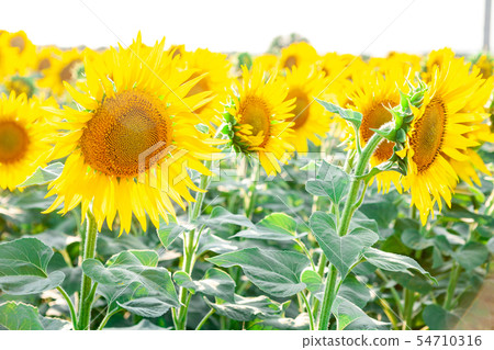 field of blooming sunflowers on a background field of blooming sunflowers on a background 54710316