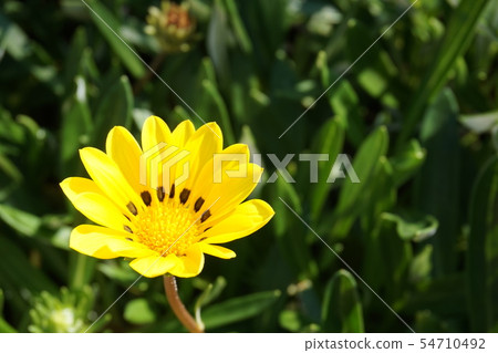 Kazania Kazania 54710492