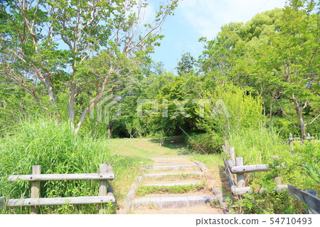 Early summer park 54710493