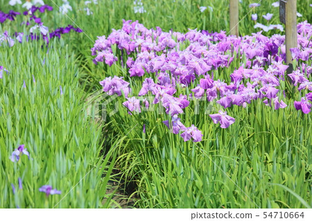 Hanabishi花 54710664