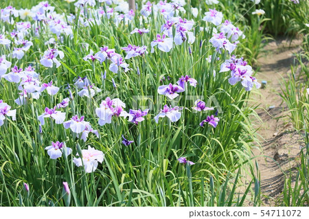 Hanabishi花 54711072