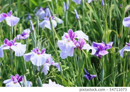 Hanabishi花 54711073