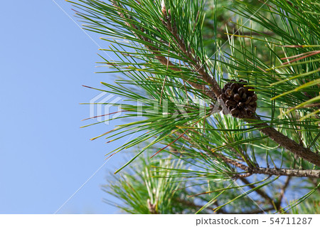 Pine leaves Pine leaves 54711287