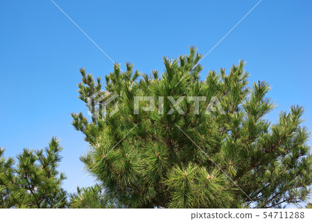 Pine leaves Pine leaves 54711288