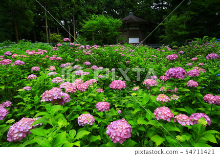 Tateyama歷史遺址公園的繡球花 Tateyama歷史遺址公園的繡球花 54711421