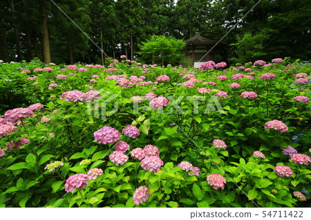 Tateyama歷史遺址公園的繡球花 Tateyama歷史遺址公園的繡球花 54711422