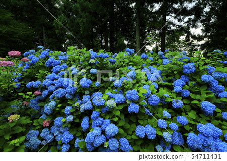 Tateyama歷史遺址公園的繡球花 54711431