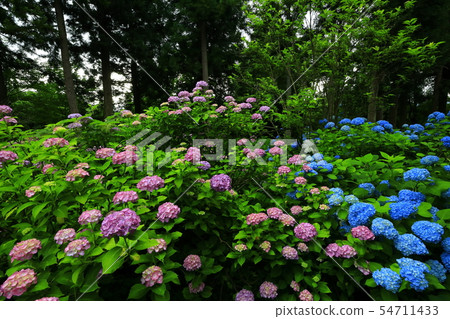 Hydrangea of Tateyama Historic Site Park Hydrangea of Tateyama Historic Site Park 54711433