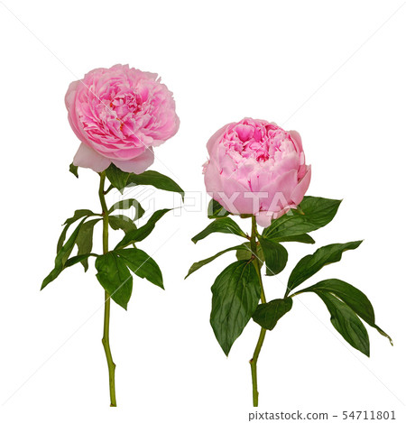 粉色牡丹花 照片素材 圖片 圖庫