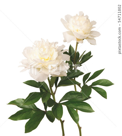 白牡丹花 白牡丹花 54711802