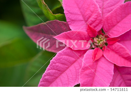Pink flower of poinsettia Pink flower of poinsettia 54711811