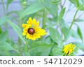 向日葵 54712029