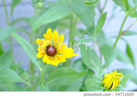 向日葵 向日葵 54712029