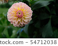 大麗花 54712038