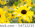 向日葵 54712235