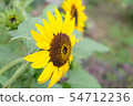 向日葵 54712236