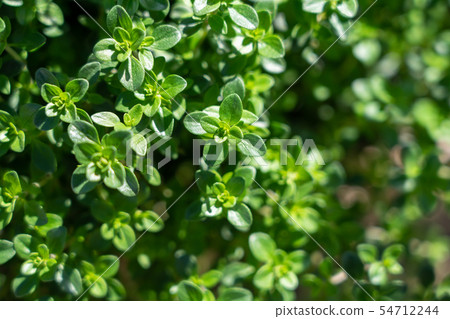 香草百里香（五月） 54712244