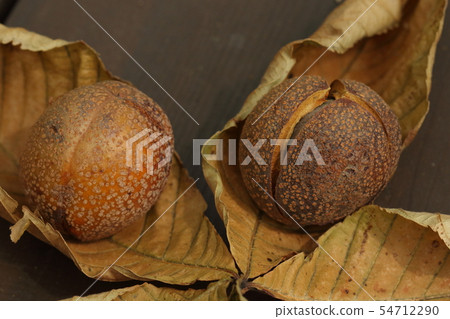 Natural plants Japanese cypress, fruits about 5 cm in diameter, fall in early fall. The seeds inside are used for the moss Natural plants Japanese cypress, fruits about 5 cm in diameter, fall in early fall. The seeds inside are used for the moss 54712290
