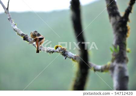 Bird on the branch Bird on the branch 54712420