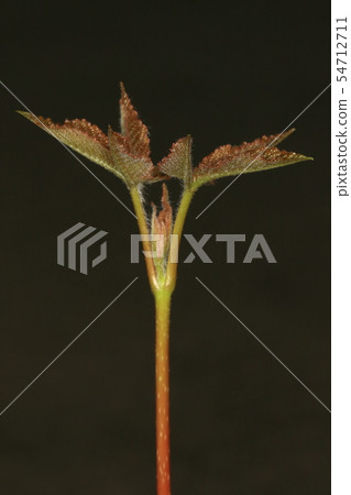 Natural plant Aesculus hippocastus, young leaves a week after germination. It looks like a true leaf has suddenly appeared instead of a cotyledon (Futaba) 2 54712711