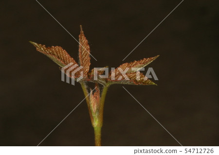 Natural plant Aesculus hippocastus, young leaves a week after germination. It looks like a true leaf comes out instead of a cotyledon (Futaba) 1 54712726