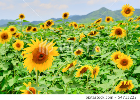 Sunflower field Makoto town Kagawa prefecture 54713222