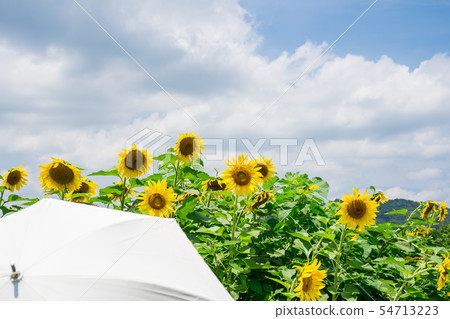 Sunflower parasol 54713223